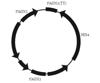 毕赤酵母表达系统 