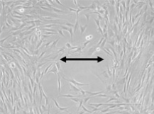 分子生物学检测 